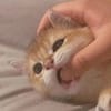 苦碧玉头像